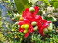 The flowering plant ochna serrulata when it flowers is red and green