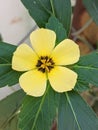 flowering plant of the Passifloraceae