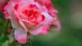 Beautiful pink rose with dark fringing of petals wet after rain. Drops of dew on petals of garden rose against setting sun Royalty Free Stock Photo