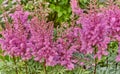 Flowering plant pink astilbe