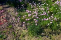 Flowering plant. Pink and white Armeria maritima \'Alba\' or sea thrift. Armeria Ballerina Purple Rose Royalty Free Stock Photo