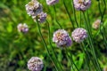 Flowering plant. Pink and white Armeria maritima \'Alba\' or sea thrift. Armeria Ballerina Purple Rose Royalty Free Stock Photo