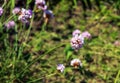 Flowering plant. Pink and white Armeria maritima \'Alba\' or sea thrift. Armeria Ballerina Purple Rose Royalty Free Stock Photo