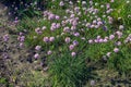 Flowering plant. Pink and white Armeria maritima \'Alba\' or sea thrift. Armeria Ballerina Purple Rose Royalty Free Stock Photo