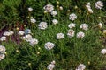 Flowering plant. Pink and white Armeria maritima \'Alba\' or sea thrift. Armeria Ballerina Purple Rose Royalty Free Stock Photo