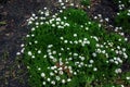 Flowering plant. Pink and white Armeria maritima \'Alba\' or sea thrift. Armeria Ballerina Purple Rose Royalty Free Stock Photo