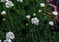 Flowering plant. Pink and white Armeria maritima \'Alba\' or sea thrift. Armeria Ballerina Purple Rose Royalty Free Stock Photo