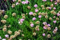 Flowering plant. Pink and white Armeria maritima \'Alba\' or sea thrift. Armeria Ballerina Purple Rose Royalty Free Stock Photo