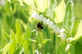 Flowering plant of Polygonatum multiflorum against blurred background.