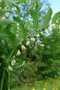 A flowering plant of Polygonatum multiflorum the Solomon`s seal, David`s harp, ladder-to-heaven