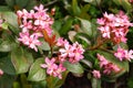 Flowering plant of Rhaphiolepis umbellata, Rosaceae. Evergreen shrub