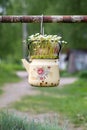 Flowering plant saxifrage with small white flowers in an old vintage enamelled beige teapot outdoor. Selective soft focus