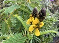 Flowering plant Senna didymobotrya also known as African senna, peanut butter cassia