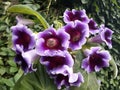 Flowering plant Sinningia speciose Gloxinia with purple flowers.