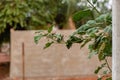 flowering plant commonly known as jurubeba a nightshade Royalty Free Stock Photo