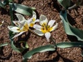 Flowering plant with star-shaped flowers - Turkestan tulip (Tulipa turcestanica). Ivory whiteflowers with yellow