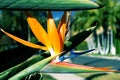Flowering plant strelitzia reginae also known as strelitzia crane flower or bird of paradise Royalty Free Stock Photo