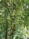 Flowering plant tree of Artocarpus odoratissimus or terap. Royalty Free Stock Photo