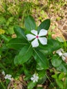 Flowering plant vinca,Periwinkle white flower and leaf