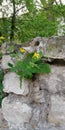 Flowering plant on the wall of old stone. Contrast living plant and dead stone. A symbol of the desire for life and growth.