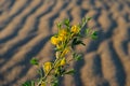 Flowering plant with yellow flowers in the evening on a blurred background of sand dunes Royalty Free Stock Photo
