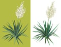 Flowering plant Yucca Royalty Free Stock Photo