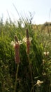 Flowering of plantain in wildnature