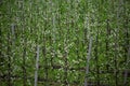 Flowering plantation on farm for industrial. Apple trees with leaves