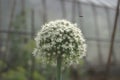 Flowering planted home-grown onions Allium cepa. White onion flower. Common onion plantation at spring time. Agricultural Royalty Free Stock Photo