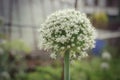 Flowering planted home-grown onions Allium cepa. White onion flower. Common onion plantation at spring time. Agricultural Royalty Free Stock Photo