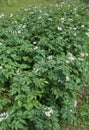 Plants in the field where mountain potatoes are grown without th