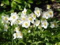 flowering plants flowers anemones white