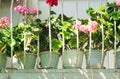 Flowering plants flowers in flower pots behind metal bars of the fence Royalty Free Stock Photo