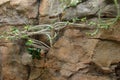 Flowering plants growing out from cracks in stone wall