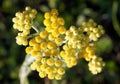 Flowering plants of helichrysum arenarium immortelle