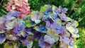 Flowering plants for home and garden, hydrangeas.