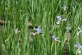 Flowering plants of Iris spuria Royalty Free Stock Photo