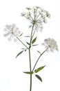 Medicinal plant from my garden: Aegopodium podagraria ground elder side view of stem, flowers and leafs isolated on white back