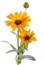 Medicinal plant from my garden: Calendula officinalis pot marigold open and closed flowers isolated on white background Royalty Free Stock Photo