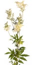 Medicinal plant from my garden: Filipendula ulmaria meadowsweet flowers and leafs on a branch isolated on white background Royalty Free Stock Photo