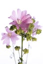 Medicinal plant from my garden: Malva sylvestris common mallow flowers and seeds / fruits isolated on white background