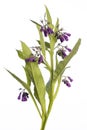 Medicinal plant from my garden: Symphytum officinale L. comfrey open flowers and leafs isolated on white background