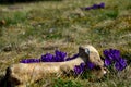 Although it is the bone of a large animal lying next to a cluster of crocuses somewhere far away on the steppe, the phosphorus ric Royalty Free Stock Photo