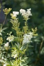 Meadowsweet Filipendula ulmaria at the natural environment ouside with a unsharp green background Royalty Free Stock Photo