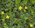 Tormentil Potentilla erecta healing plant with leafs and yellow flowers and