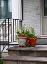 Outdoor Decor of Potted Plants Brightens Grey House Royalty Free Stock Photo