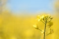 Flowers in the season spring. Yellow field Royalty Free Stock Photo