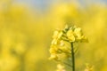 Rape Flowers in the season spring. Yellow field Royalty Free Stock Photo