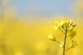 Rape Flowers in the season spring. Yellow field Royalty Free Stock Photo