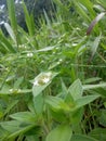 The flowering plants on the rice fields Royalty Free Stock Photo
